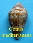 Conus mediterraneus, Hwass in Bruguière 1792
